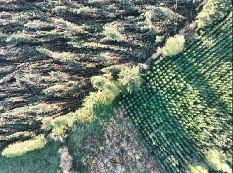 Forestry battle: Leitrim makes most forestry license appeals in county