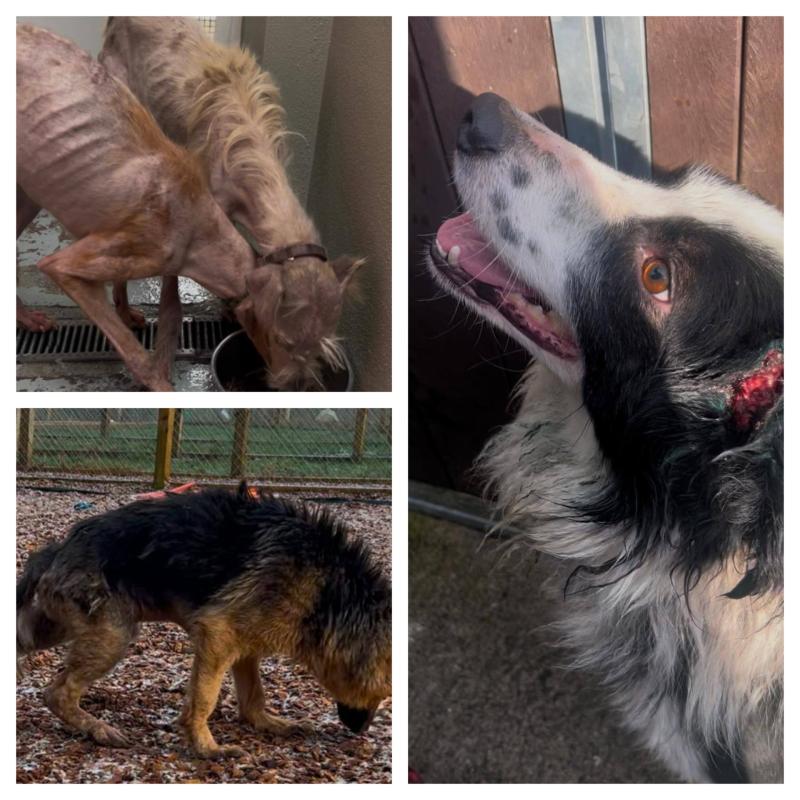 Leitrim’s only animal shelter issues appeal as they face heartbreaking cases and stretched resources