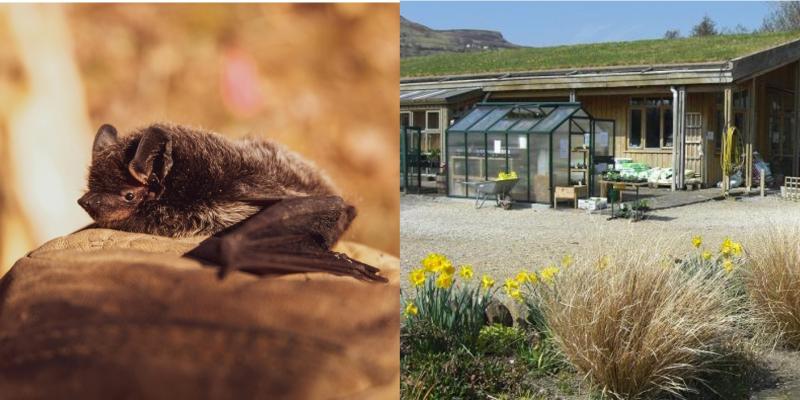 Bat Conservation Ireland brings evening workshop to Leitrim this Saturday