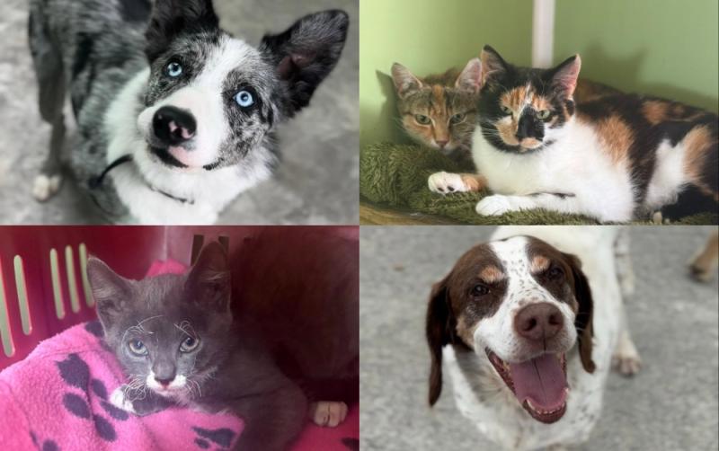 Volunteer opportunities open soon at Leitrim’s only animal shelter