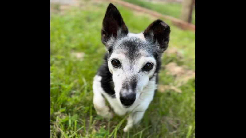Happiness at Leitrim animal shelter as senior dog finds forever home