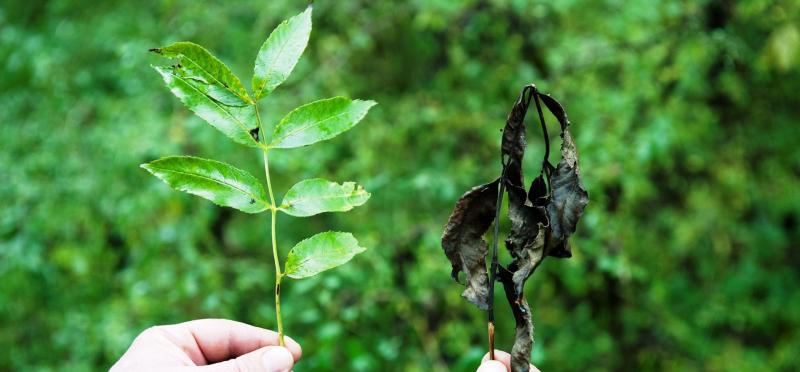 Leitrim faces growing crisis as diseased trees threaten road and personal safety