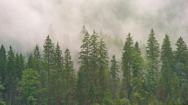 Coillte urged to replant native trees and create walkways near town in North Leitrim