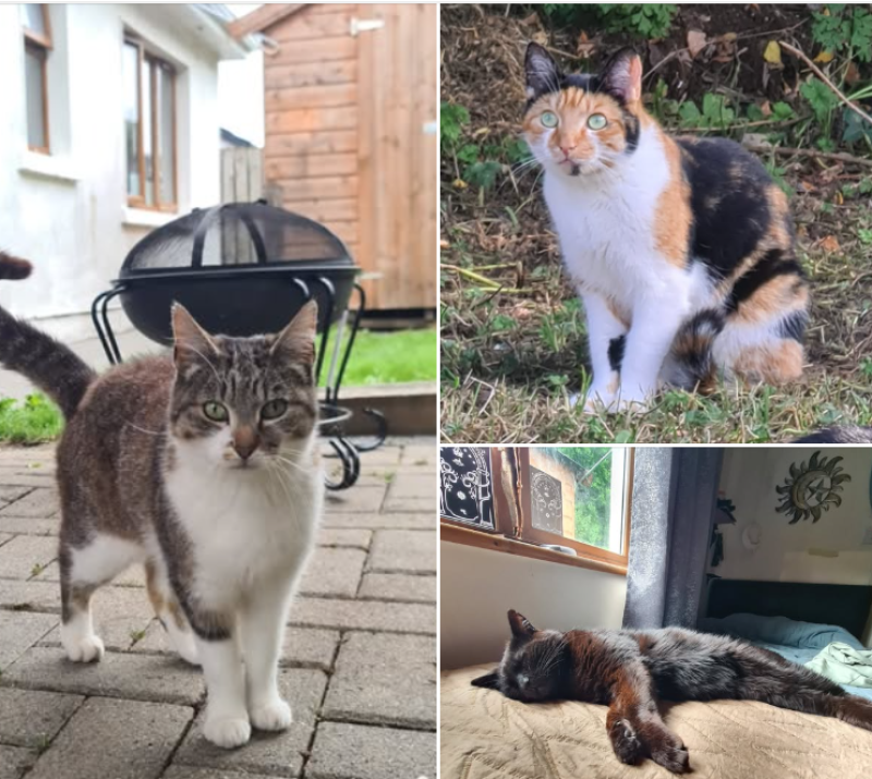 Warning issued after cat dies from suspected poisoning in south Leitrim