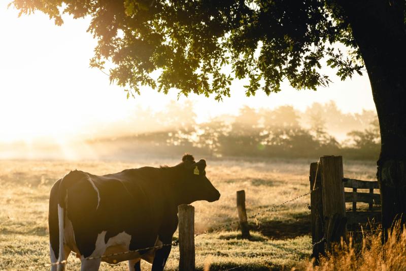 Leitrim farmers to receive over €6M in ANC grant payments starting this week