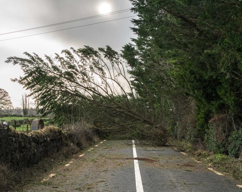 Leitrim councillor says forestry firms must be held accountable for road hazards
