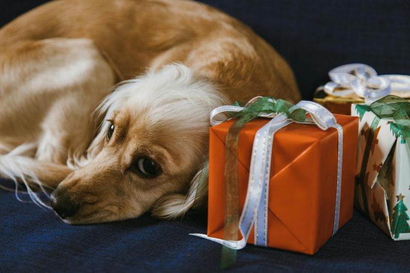 Leitrim Animal Welfare urges caution over Christmas puppy purchases