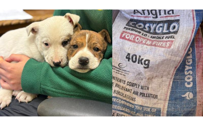 'Inhumane' - Huge anger after two puppies left in coal bag on busy Leitrim road