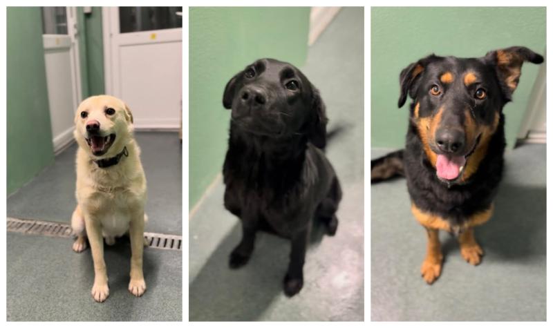 Leitrim Animal Welfare Centre full after new years surge of animals in need