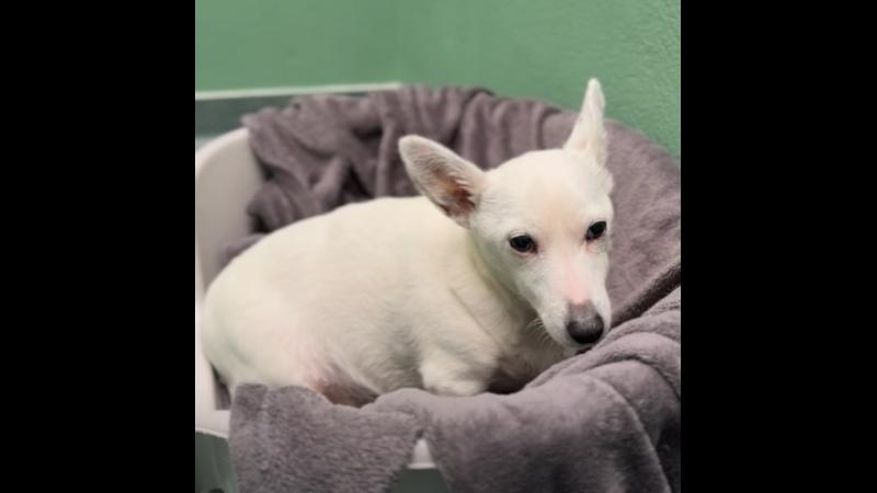 Leitrim Animal Welfare pleads for loving home for heartbroken 13-year-old terrier 