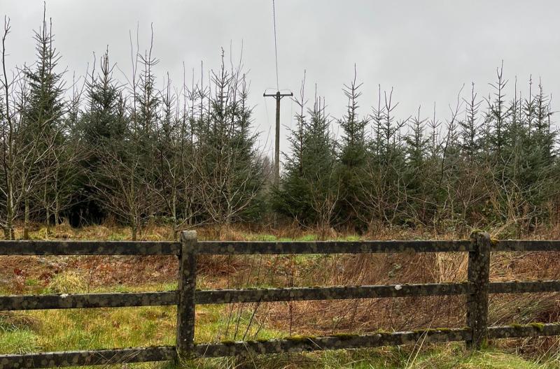 Leitrim&rsquo;s forestry nightmare: Where are we a year after Storm Eowyn?