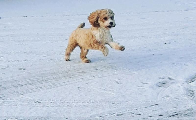 ALERT: Met Eireann issues snow warning for Leitrim as more wintry conditions are on the way