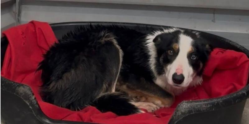 Outrage as starving dog found fighting to survive in Leitrim forest