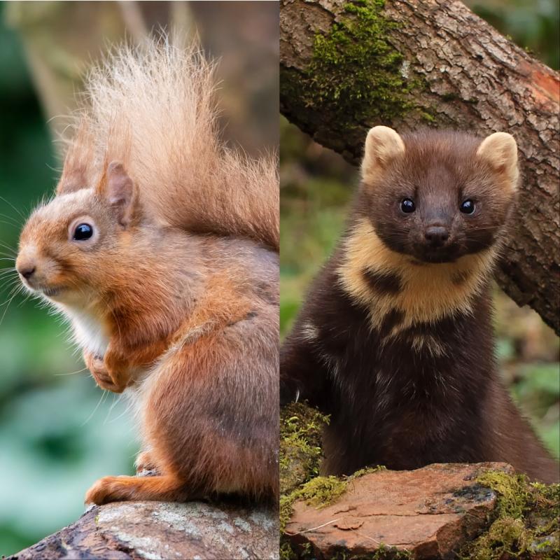 Leitrim! Keep a look out for the red squirrel and pine martin.