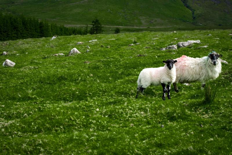 Leitrim farmers urged to stay vigilant after sheep theft during lambing season