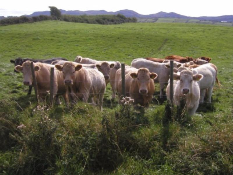 Call for factories to reverse beef price cuts based on strong UK market returns