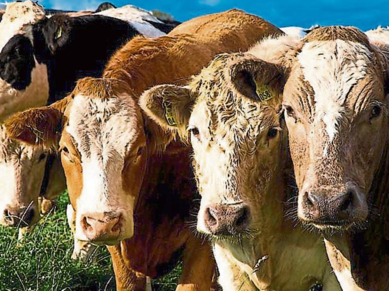 New Beef Welfare Scheme is a support to service providers, not farmers says IFA