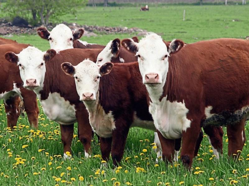 Tipperary farming: €100m beef aid programme deadline extended