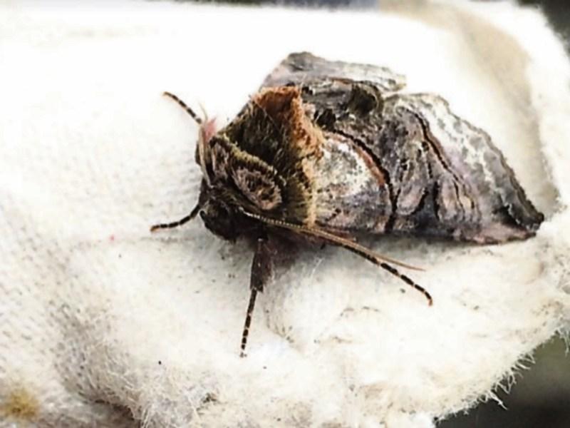 REVEALED: Surge in moth infestations in Irish homes 
