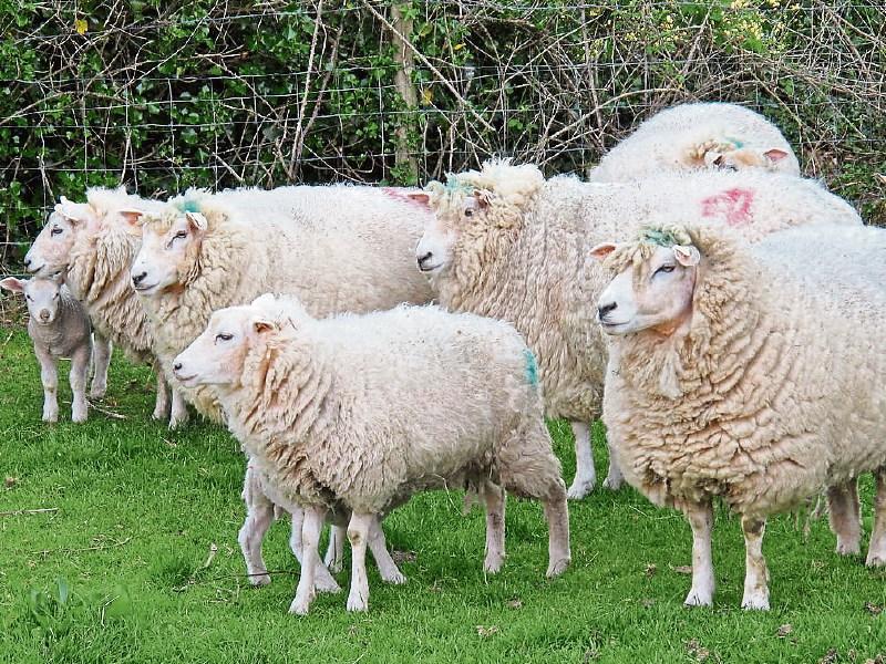 Tipperary farming: sheep farmers are angered by new weight penalties