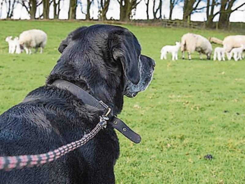 Leitrim reports 20 dog attacks on people over five years