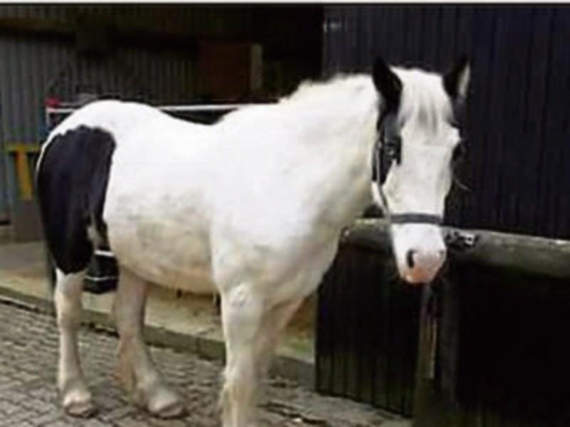 Surrendered horses find new home in Germany