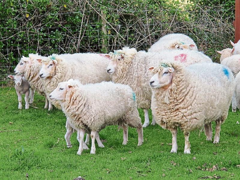 Call for dog owners to keep pets under control following attack on sheep near Boyle