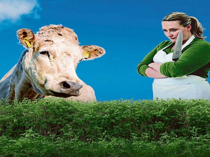 Charolais - an age old tale of female rivalry