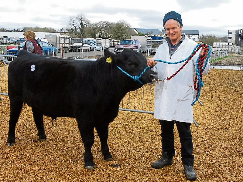Steady trade for Angus at Carrick Show and Sale