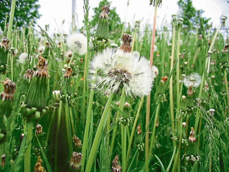 Weeds 