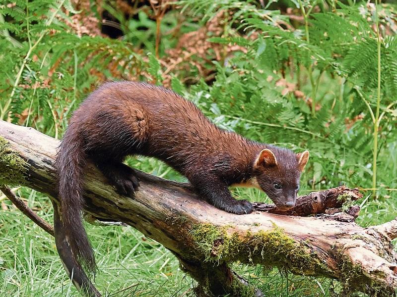 Pine martens should be classed as vermin - Dolan