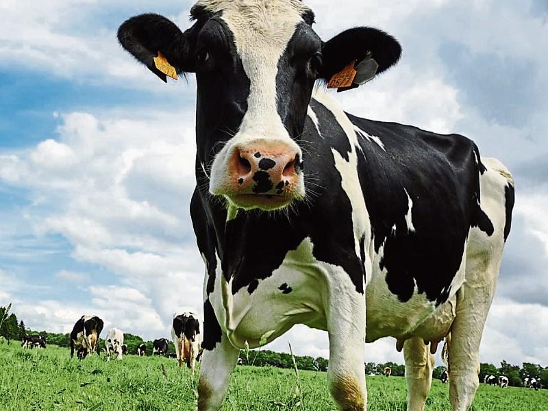 Fancy milking cows in New Zealand for six months?