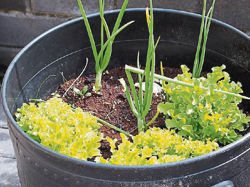 Kilkenny montessori school awarded €1,000  Get Ireland Growing grant