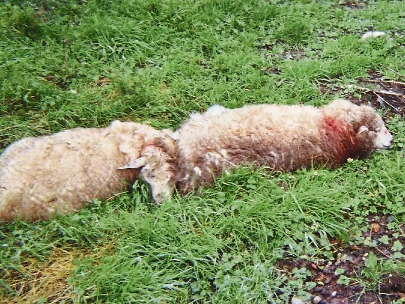 IFA's warning to dog owners during lambing season