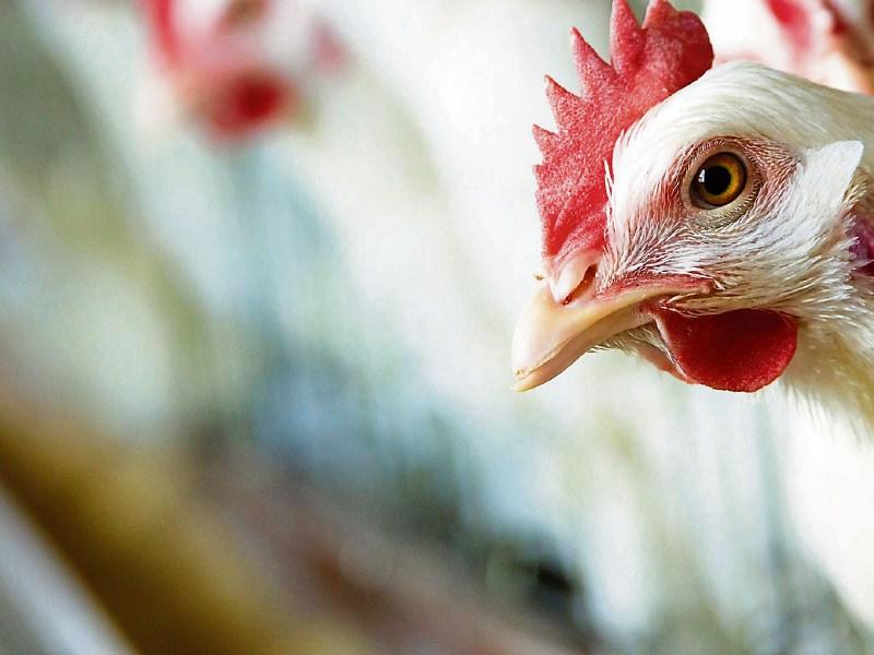 Garda&iacute; investigate Kilkenny poultry thefts&nbsp;and bogus callers