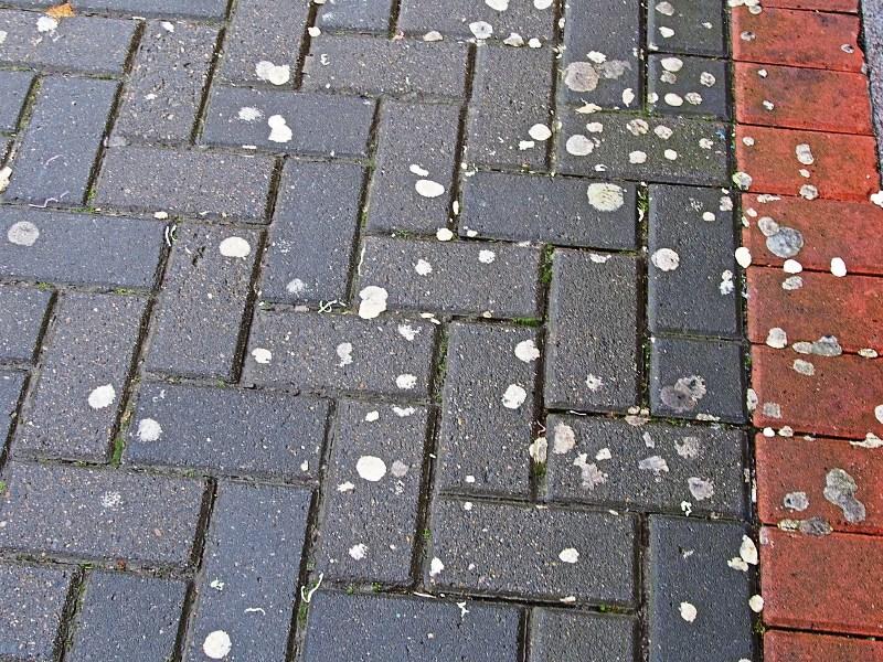 Gum Litter Taskforce Roadshow takes to Leitrim to tackle gum disposal 