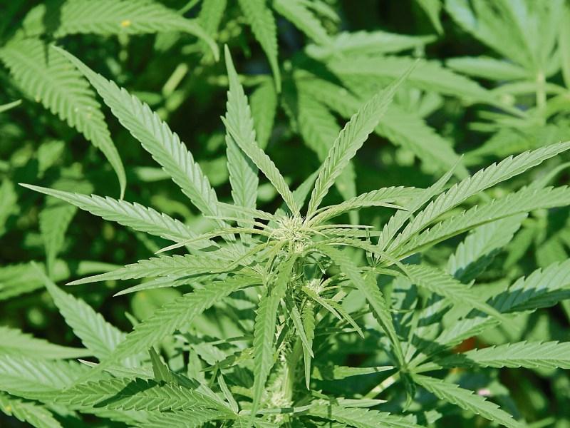 Five arrested as €289,000 of cannabis seized