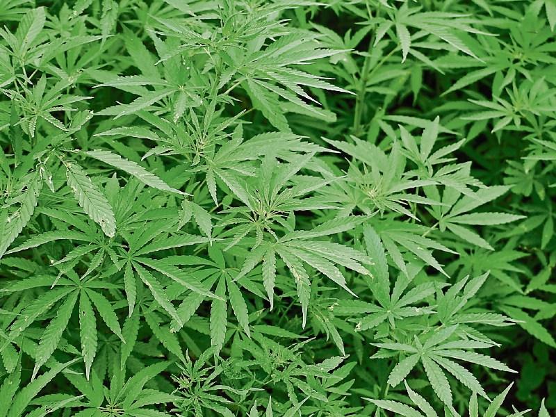 file pic of cannabis