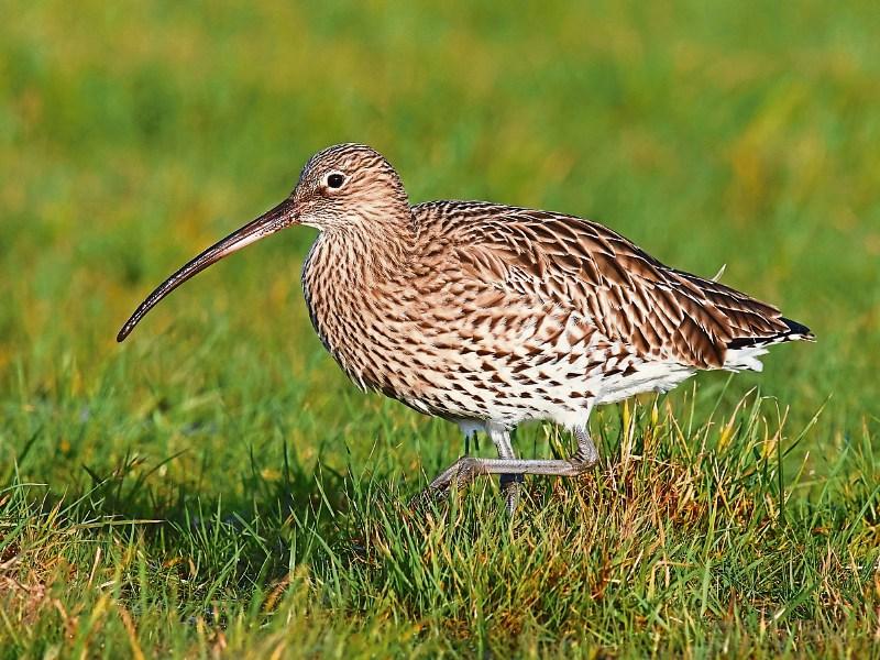 The decline of the curlew in Co. Kildare to be talk subject