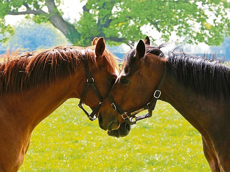 New online Equine Microchip Checker