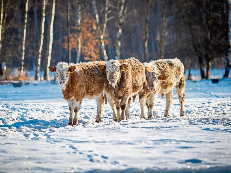 Review of Rural Social Scheme needed - Fallon