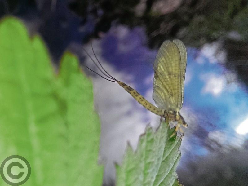 IFI launch new campaign Operation Ephemera