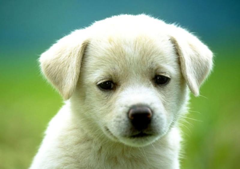 Dogs are not just for Christmas