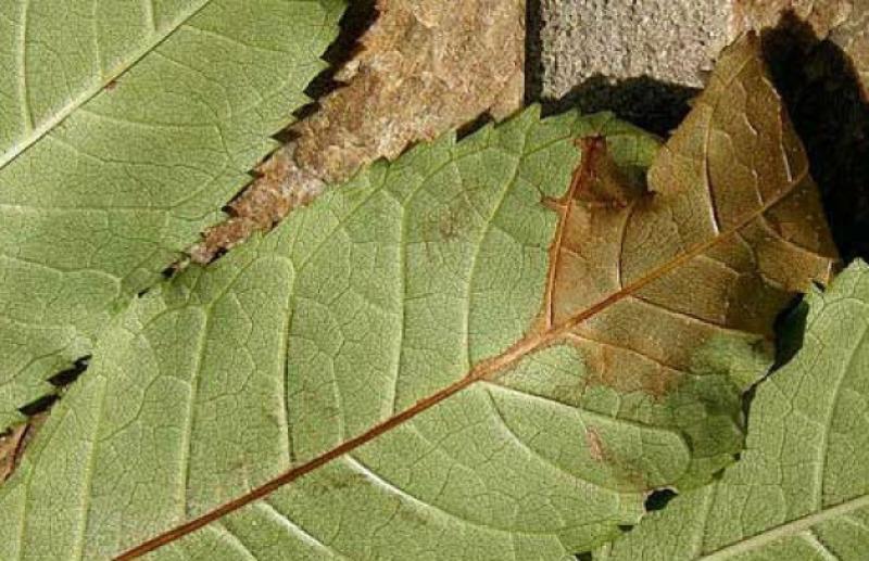 "Ash trees a danger to the public" - Stenson