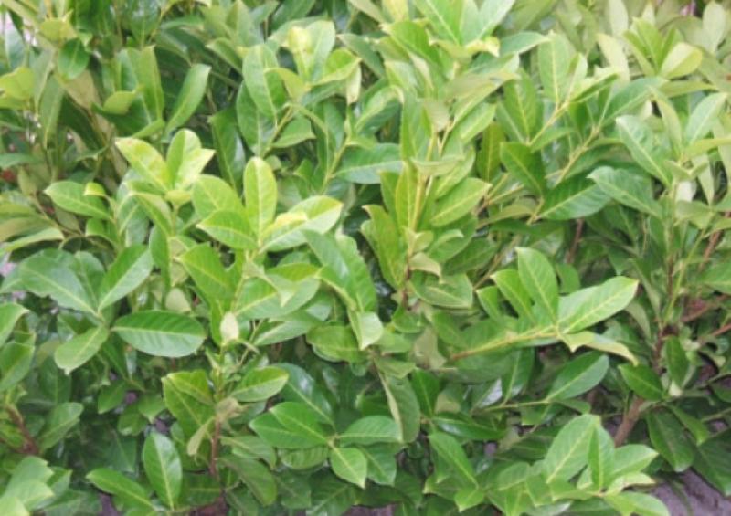 HEDGE