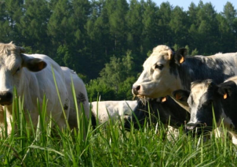 Farming on the agenda for big climate change conference set for Portlaoise