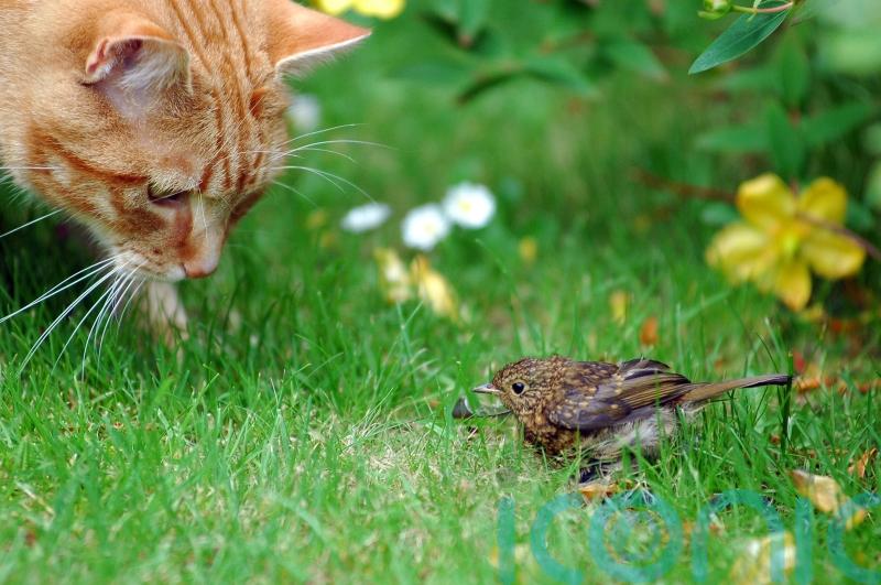Citrus peel, bells and thorny plants: Expert tips to stop cats killing birds in your garden