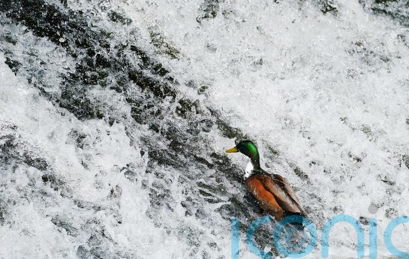 Ireland referred to EU court over ‘insufficient’ efforts on water quality laws