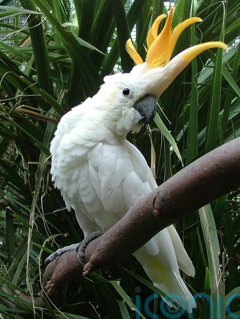 Feather in his cap as Dublin Zoo names parrot after World Cup qualifier hero