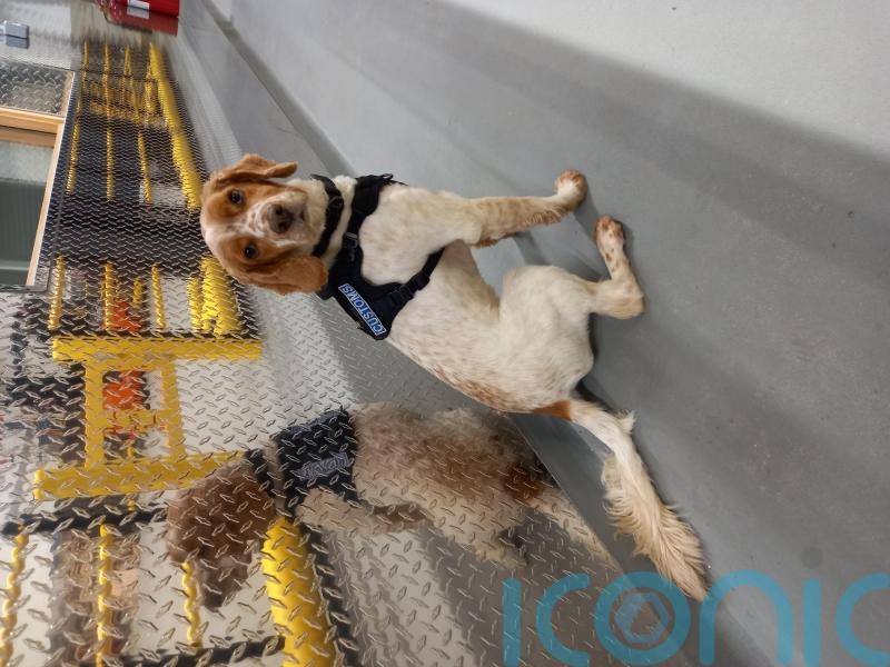 Suspected cocaine worth more than 3.7 million euros seized at Rosslare Europort